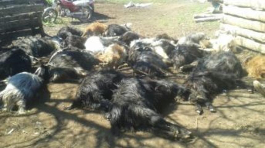 Zehirli Ot Yiyen 27 Ke&ccedil;i Telef Oldu