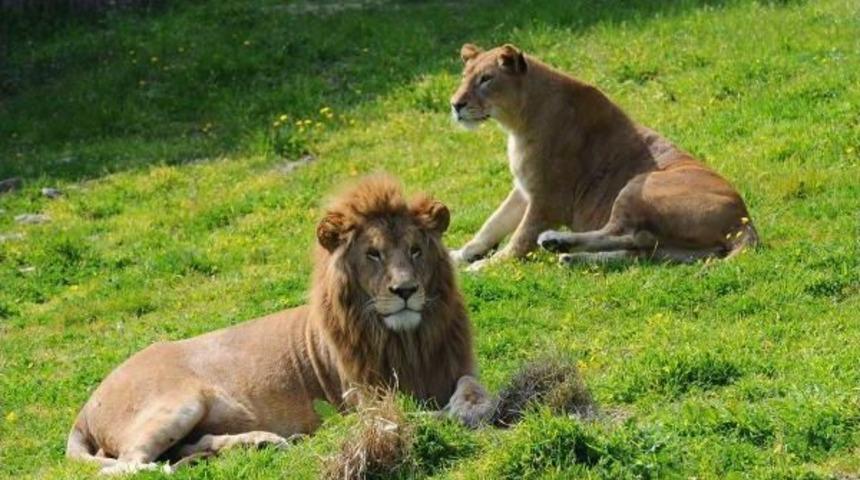 Doğal Yaşam'da Ziyaret&ccedil;i Rekoru