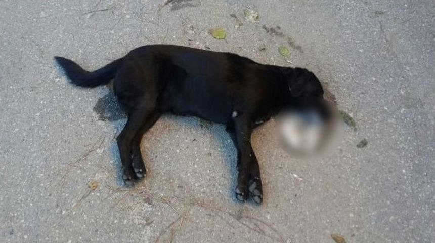 İzmir&rsquo;de Vicdanları Sızlatan Olay