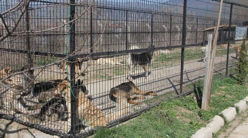 Bolu&rsquo;da 10 Bine Yakın Sokak Hayvanı Kısırlaştırılacak