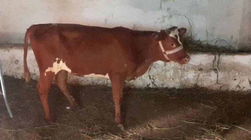 Gen&ccedil; &Ccedil;ift&ccedil;ilere Hayvanları Dağıtıldı