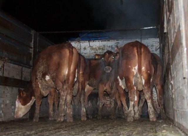 Genç Çiftçilere Hayvanları Dağıtıldı