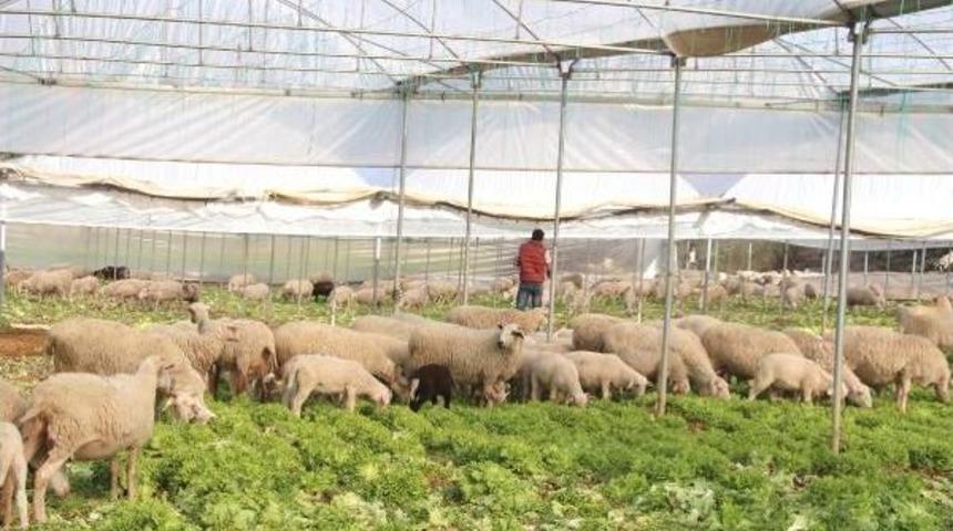 Seradaki Marulları Koyunlar Yedi