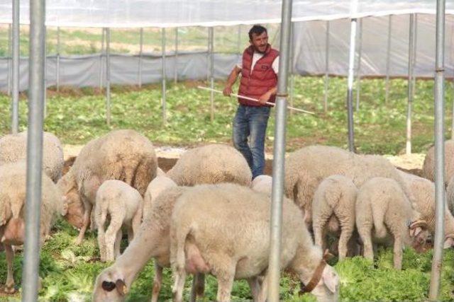 Seradaki Marulları Koyunlar Yedi