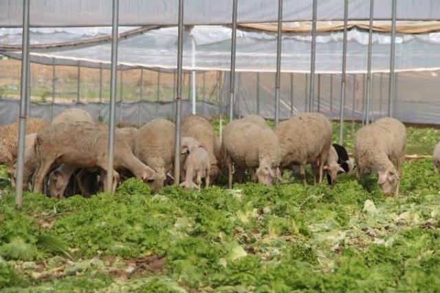 Seradaki Marulları Koyunlar Yedi