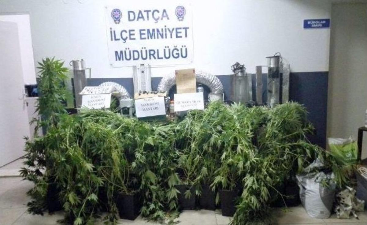 Dat&ccedil;a&rsquo;da Sihirli Mantar Magic Mushroom Operasyonu