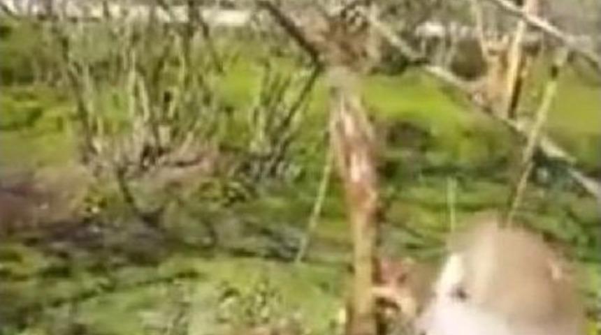 Dikenli Tele Takılan Karacayı Vatandaş Kurtardı