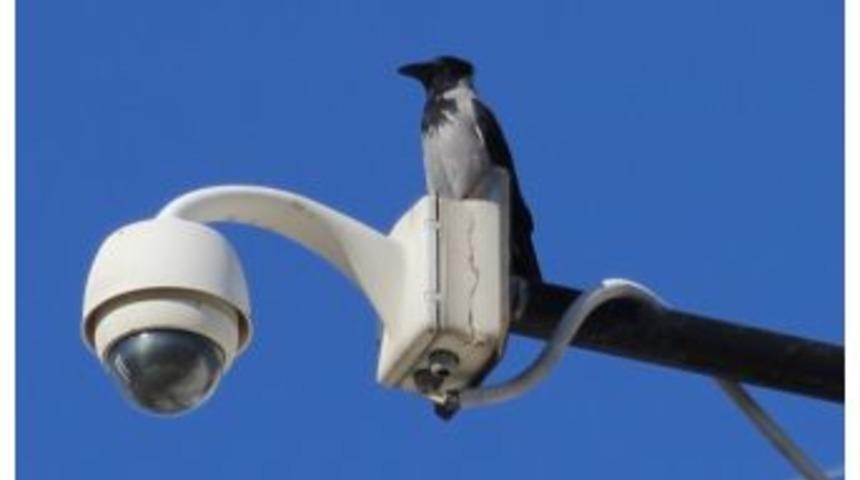 T&uuml;rkiye Kuş T&uuml;r&uuml; Listesine Yeni Bir T&uuml;r Eklendi