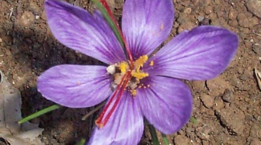 D&uuml;nyanın en pahalı bitkisinin faydaları