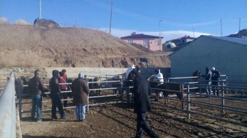 Tuzlucada Gen&ccedil; &Ccedil;ift&ccedil;ilere B&uuml;y&uuml;kbaş Hayvan Dağıtımı Yapıldı