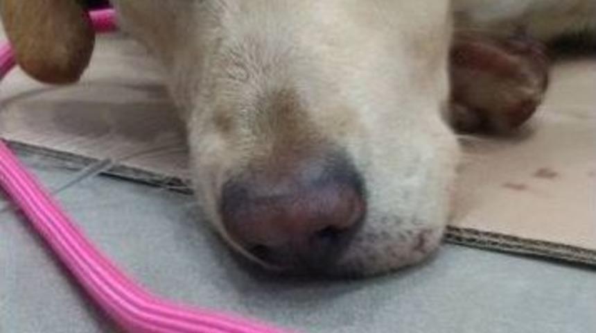 Aracın &Ccedil;arptığı K&ouml;pek Tedavi Altına Alındı