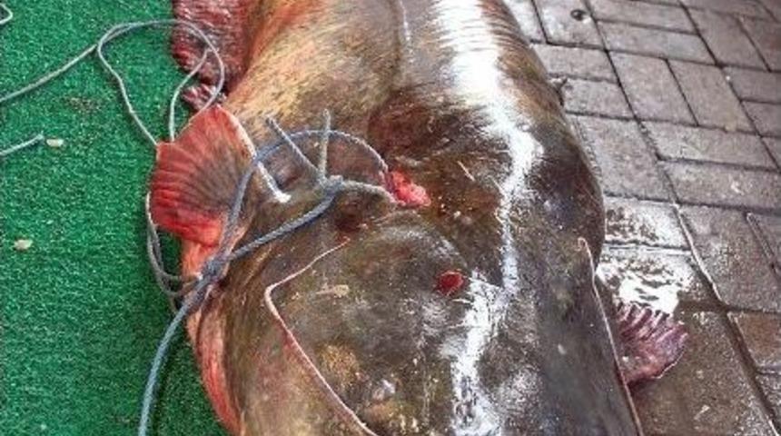 Manisa&rsquo;da 2.5 Metrelik Yayın Yakalandı