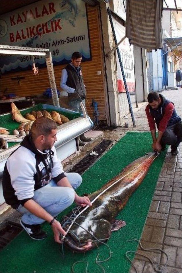 Manisa&rsquo;da 2.5 Metrelik Yayın Yakalandı 1