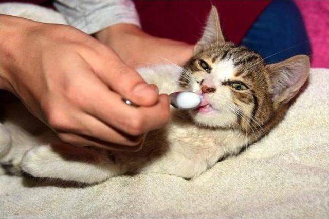 Mahsur Kalan Kediyi &Ouml;nce Kurtardı, Sonra Sahiplendi 3