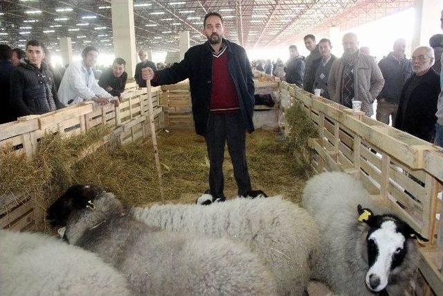 Küpesini Gören Çoban Olduğuna İnanmıyor