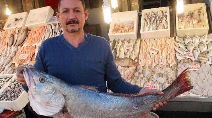 Mersinli Balık&ccedil;ılardan Cumhurbaşkanı Erdoğan&rsquo;ın A&ccedil;ıklamalarına Destek