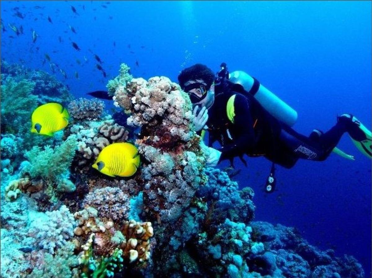 (&ouml;zel Haber) Su Altının Eşsiz G&uuml;zellikleri Bu Derste