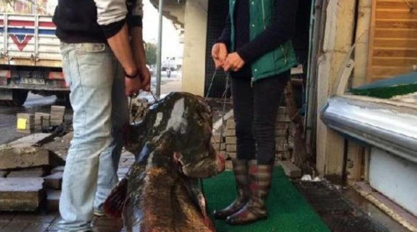 Dev Yayın Balığı G&ouml;renleri Şaşırttı