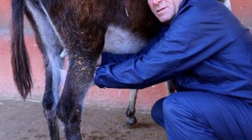 Eşek S&uuml;t&uuml; &Uuml;reticisi Iflasın Eşiğinde