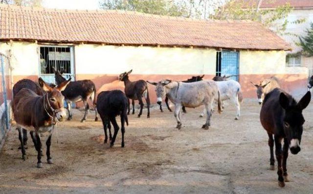 Eşek S&uuml;t&uuml; &Uuml;reticisi Iflasın Eşiğinde 2