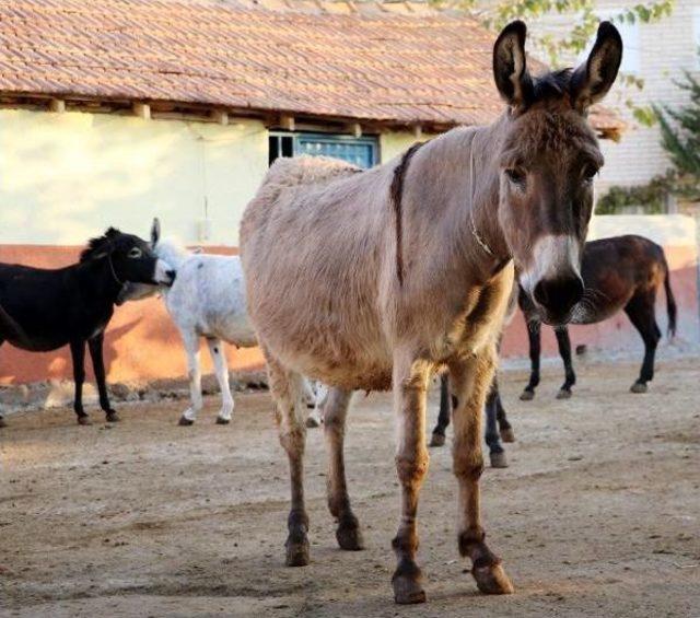 Eşek S&uuml;t&uuml; &Uuml;reticisi Iflasın Eşiğinde 3