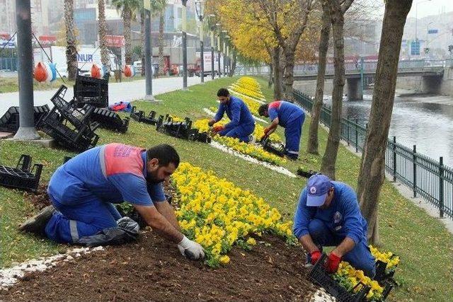 Kağıthane’yi Rengarenk Kış Çiçekleri Süslüyor