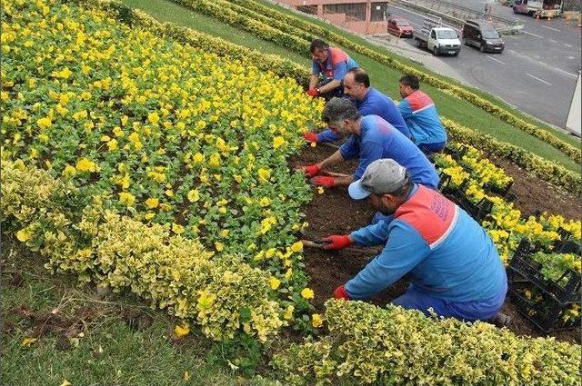 Kağıthane’yi Rengarenk Kış Çiçekleri Süslüyor