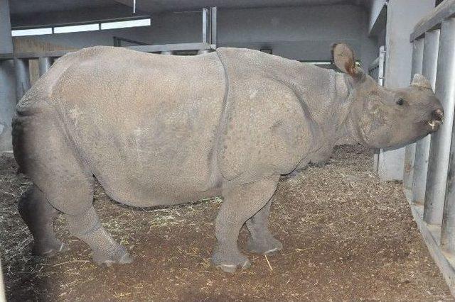 (özel Haber) Türkiye’nin İlk Zırhlı Gergedanı Samir’in Eşi Yeni Yuvasına Alışmaya Başladı