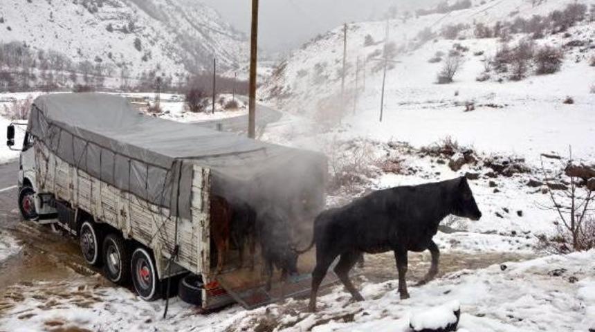 Dağa Ka&ccedil;an Anguslar Aranıyor