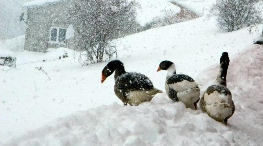 Kar K&ouml;y Yollarını Ulaşıma Kapattı