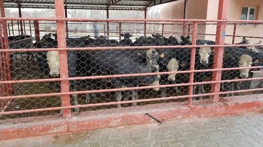 Adilcevaz&rsquo;da Gen&ccedil; &Ccedil;ift&ccedil;ilere Hayvanları Dağıtıldı