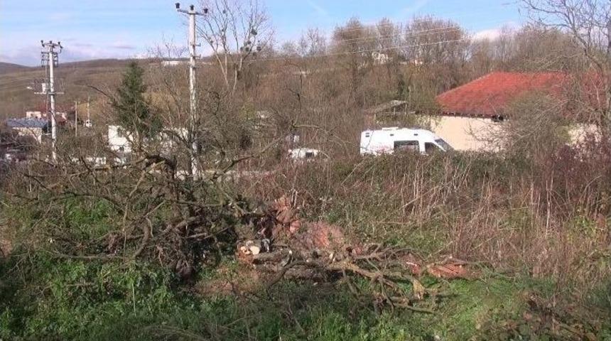 Kestiği Ağacın Altında Kaldı