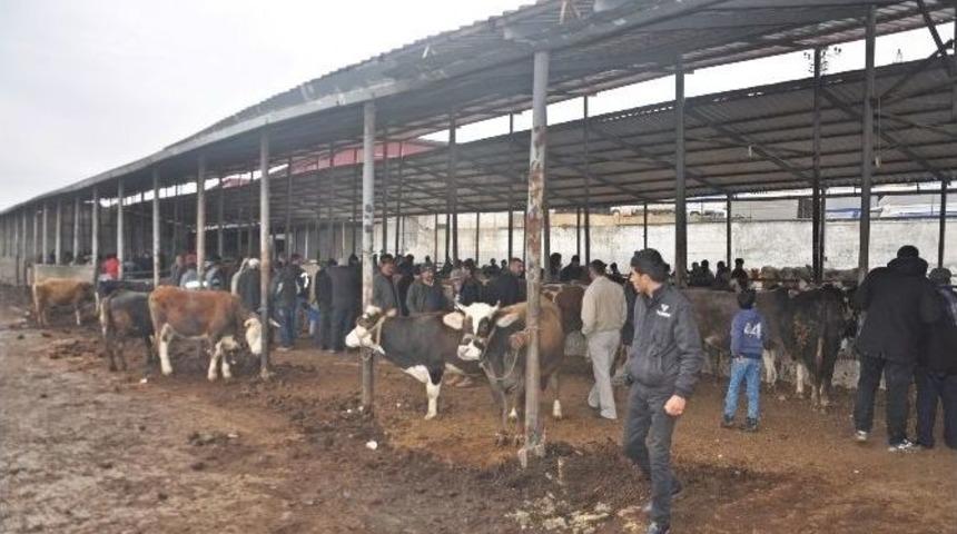 Gölbaşı Belediyesi Canlı Hayvan Pazarı Hizmete Girdi