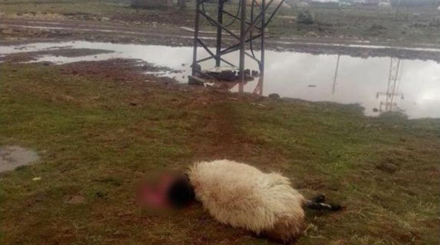 Elektrik Akımına Kapılan Koyunlar Telef Oldu