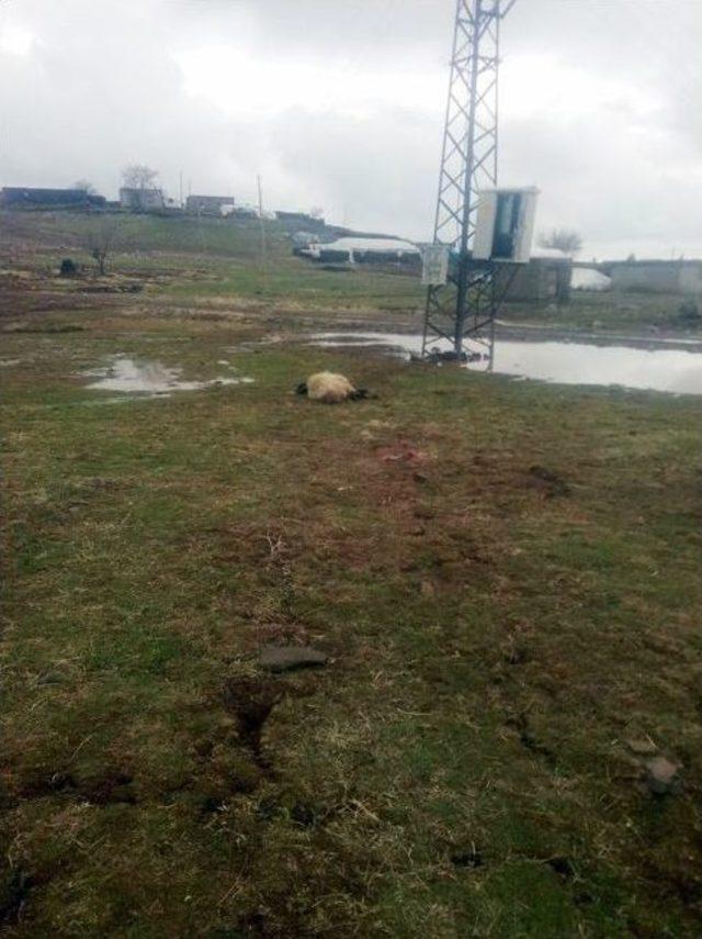 Elektrik Akımına Kapılan Koyunlar Telef Oldu