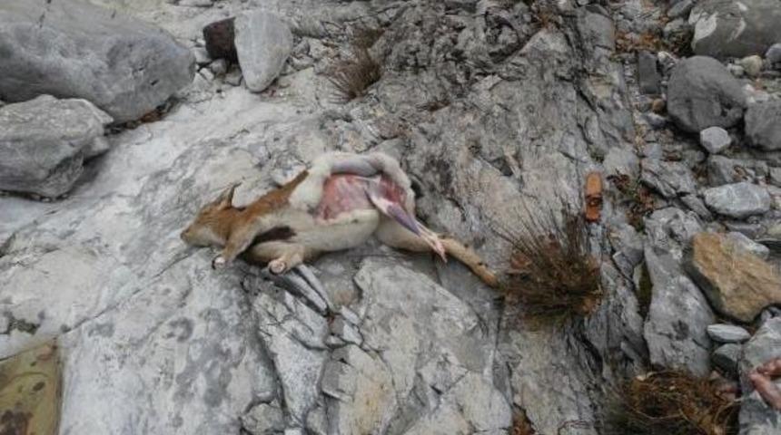 Dağ Ke&ccedil;isi Avlayan Avcılar Su&ccedil;&uuml;st&uuml; Yakalandı