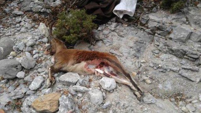 Dağ Ke&ccedil;isi Avlayan Avcılar Su&ccedil;&uuml;st&uuml; Yakalandı 2