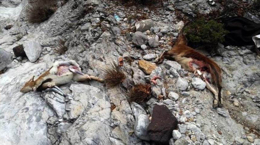 Jandarmadan Ka&ccedil;ak Av Operasyonu