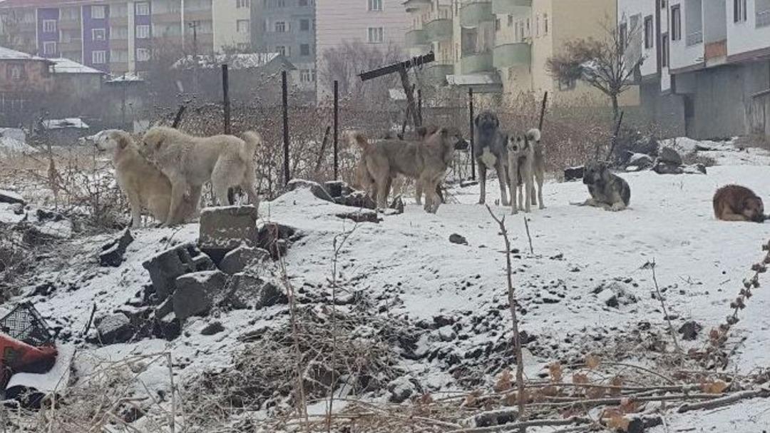 Başıboş K&ouml;pekler Halkın Korkulu R&uuml;yası Oldu