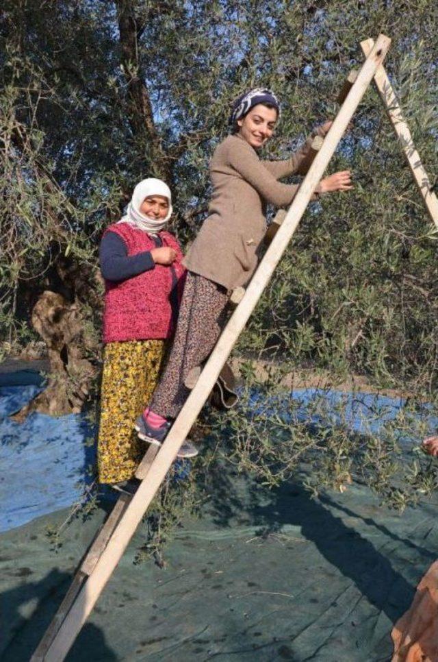 İş Bulamayınca Zeytinci Oldu 3