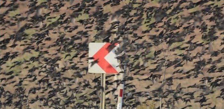 Soğuk Onları Da Vurdu, Binlercesi Kara Yolunu Kapattı...(özel Haber) G1
