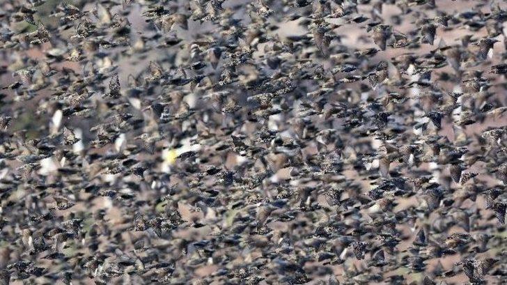 Soğuk Onları Da Vurdu, Binlercesi Kara Yolunu Kapattı...(özel Haber) G5