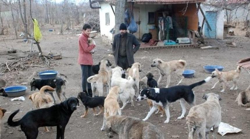 Bah&ccedil;esinde 100&rsquo;e Yakın Sokak K&ouml;peğine Bakıyor