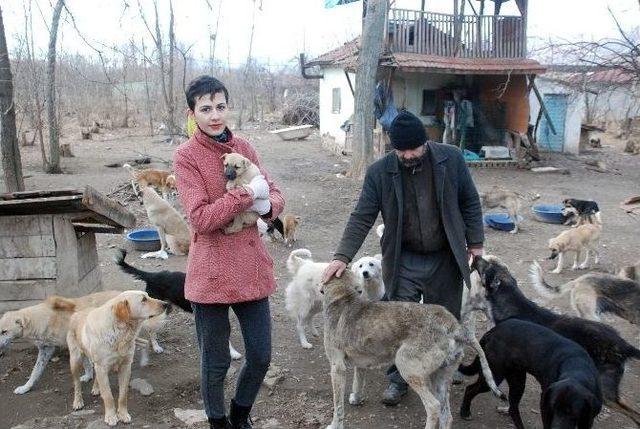 Bahçesinde 100’e Yakın Sokak Köpeğine Bakıyor