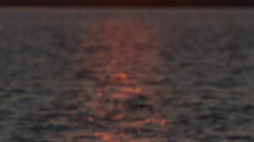 Van G&ouml;l&uuml; Martılarının Diyarbakır'daki Ser&uuml;veni