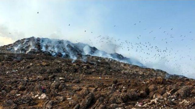 Van Gölü Martılarının Diyarbakır'daki Serüveni