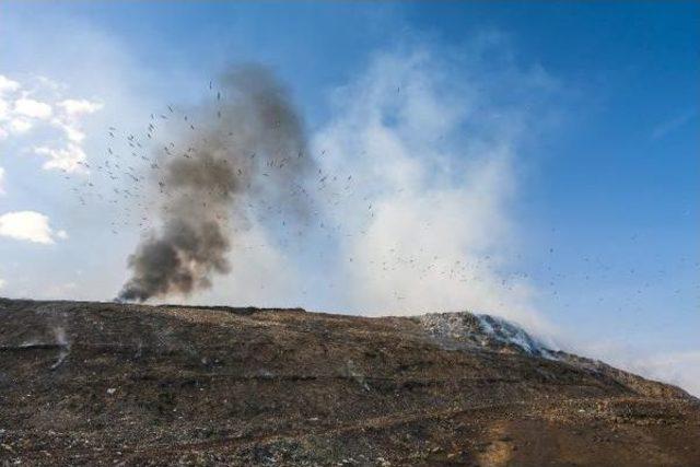 Van Gölü Martılarının Diyarbakır'daki Serüveni