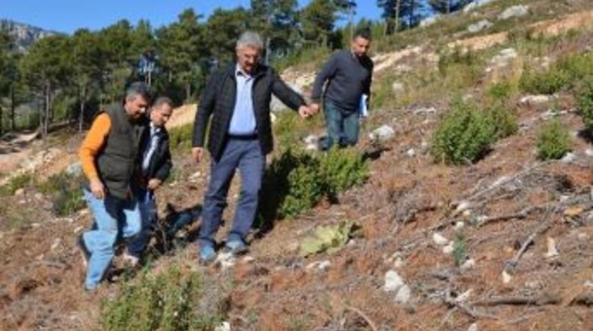Mersin Ormanlarında Gen&ccedil;leştirme &Ccedil;alışmaları Devam Ediyor