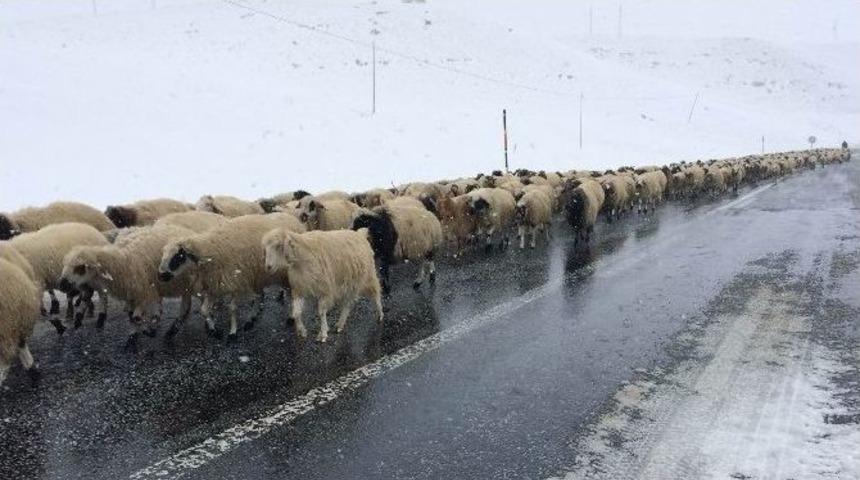 (&ouml;zel Haber) Yaylacıların Zorlu D&ouml;n&uuml;ş Yolculuğu Başladı