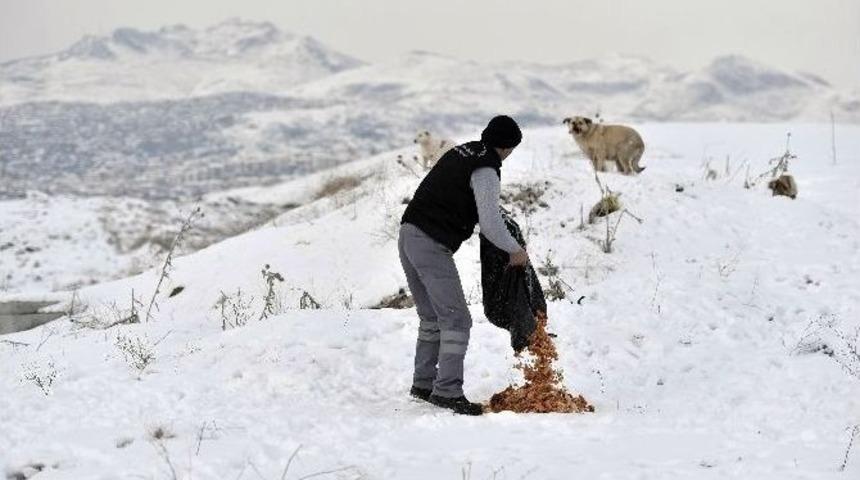Sokak Hayvanları Kışın Da A&ccedil; Kalmıyor